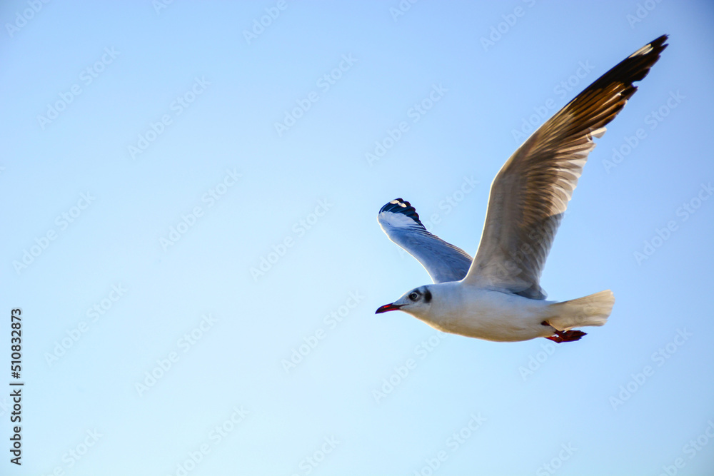 Fototapeta premium seagull in flight