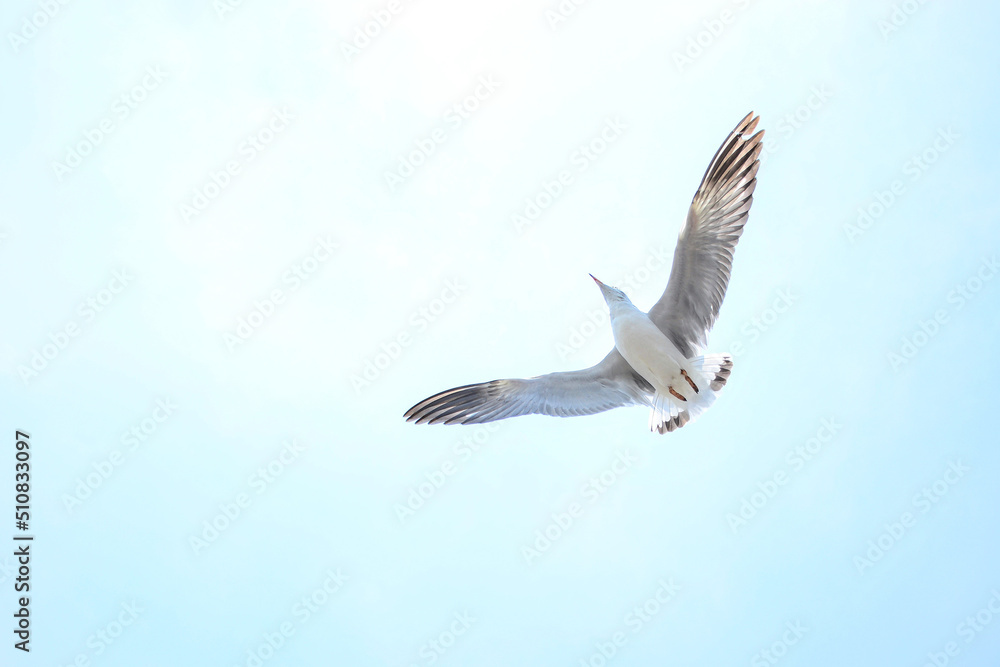 Obraz premium seagull in flight