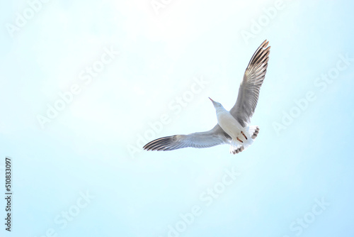 seagull in flight