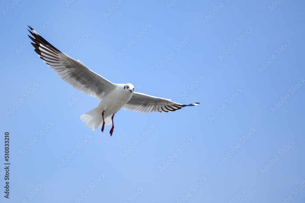 seagull in flight seagull in flight
