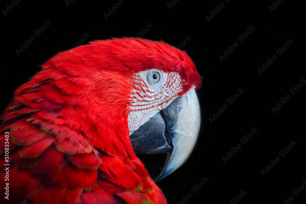 Fototapeta premium red and yellow macaw
