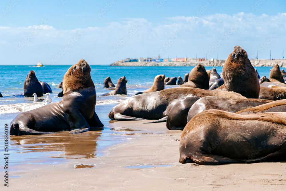 Many sea lions are on the beach next to the Necochea harbor in Argentina.