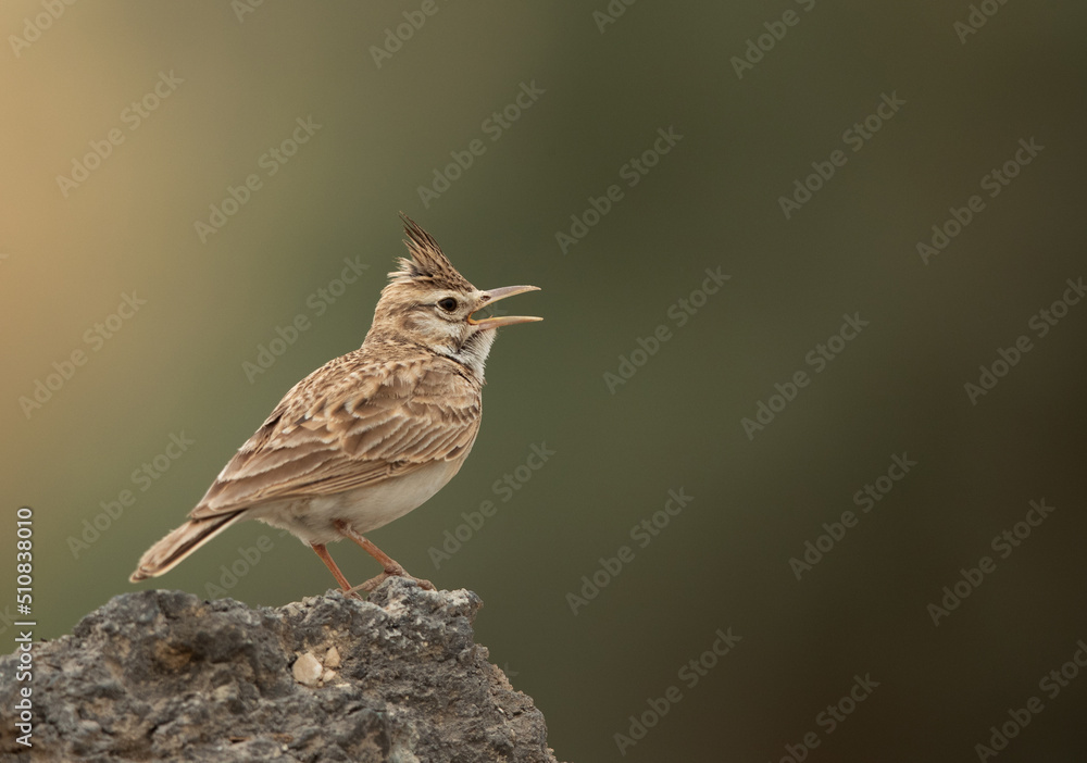 Crested Lark perched on a rock calling, Bahrain Crested Lark perched on a rock calling, Bahrain
