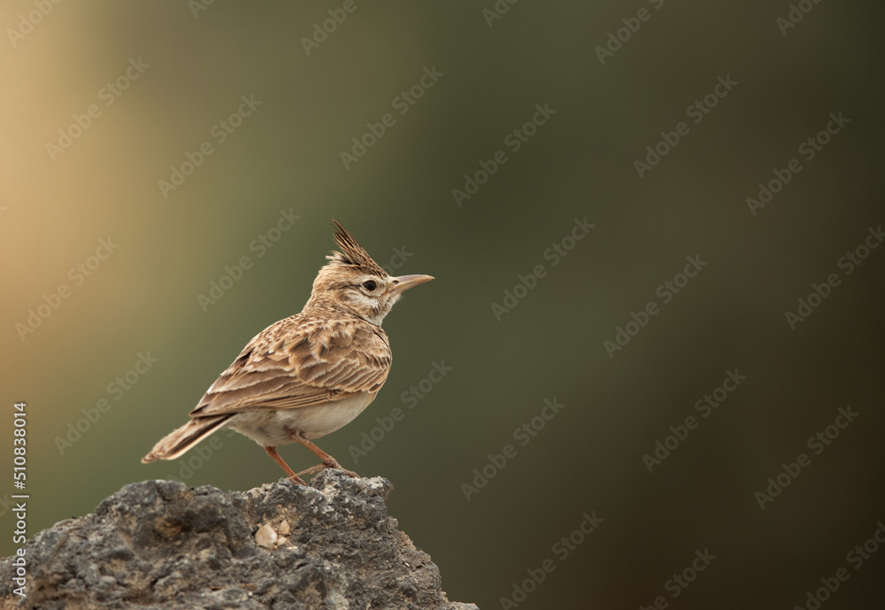 Portrait of a Crested Lark perched on a rock, Bahrain Portrait of a Crested Lark perched on a rock, Bahrain
