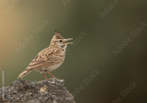 Crested Lark perched on a rock calling, Bahrain