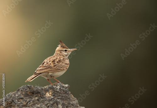 Portrait of a Crested Lark perched on a rock, Bahrain