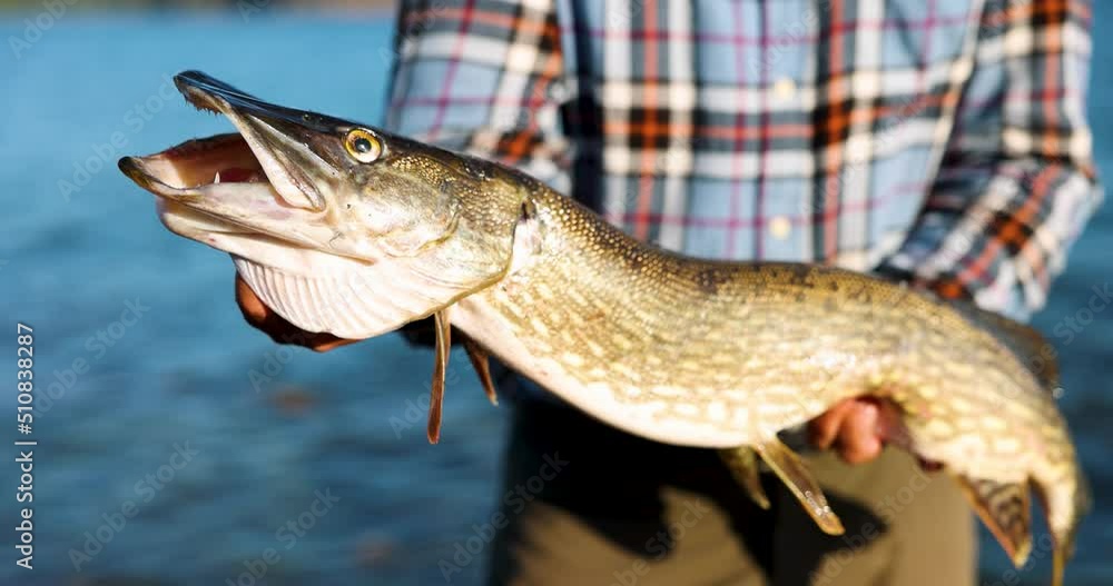 fisherman holding big pike fish in hands on lake background fisherman holding big pike fish in hands on lake background