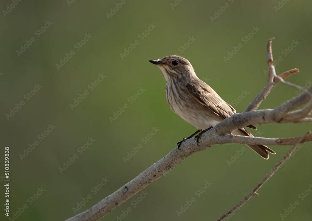 Spotted Flycatcher perched on a tree at Asker marsh Spotted Flycatcher perched on a tree at Asker marsh