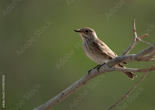 Spotted Flycatcher perched on a tree at Asker marsh