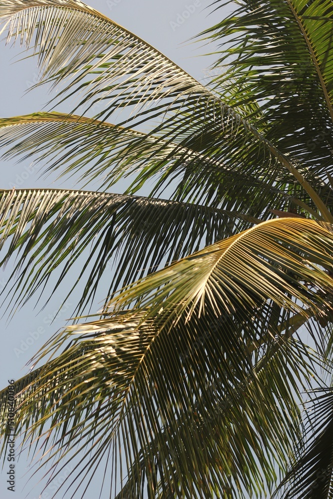 palm tree in the wind palm tree in the wind