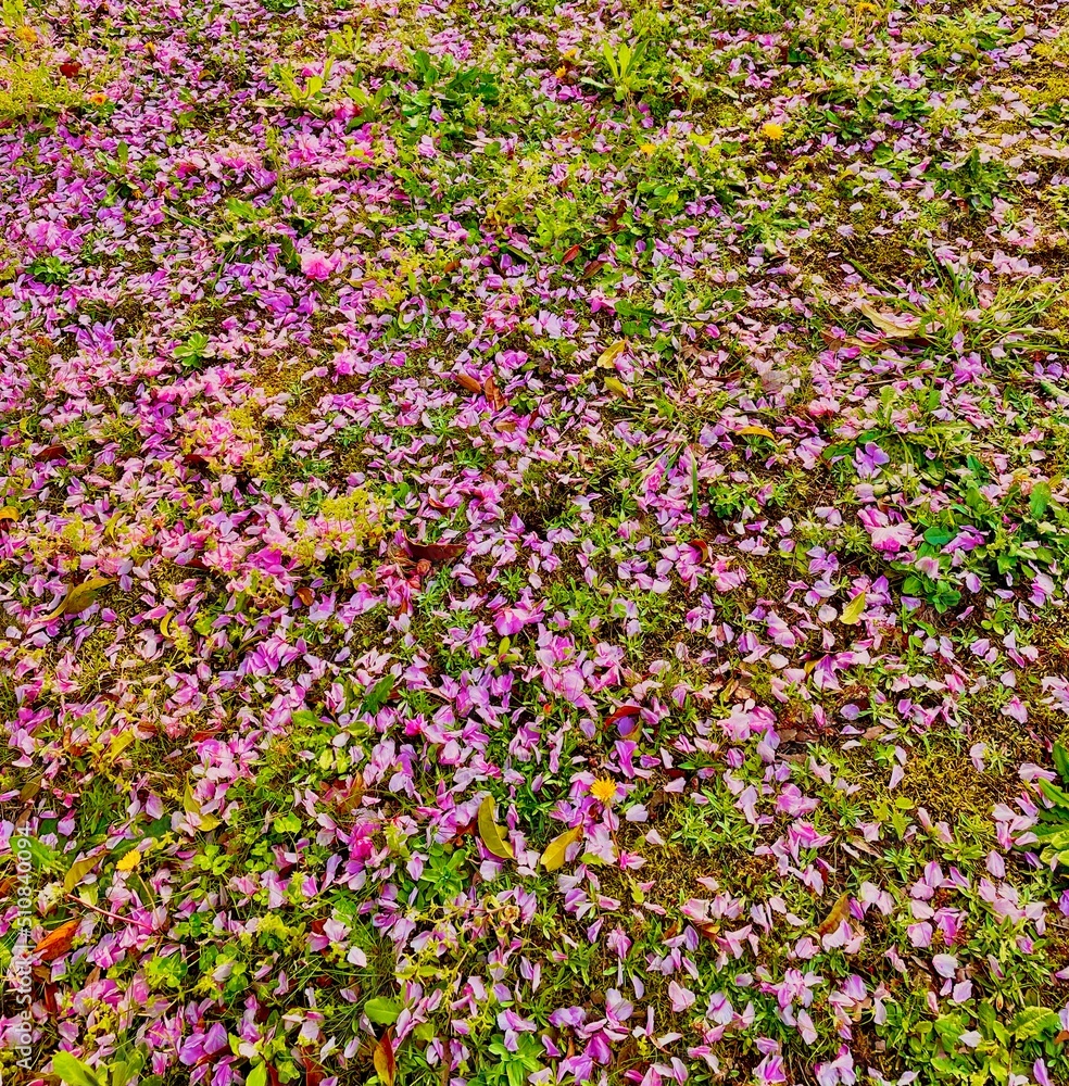 八重桜の花びらの絨毯