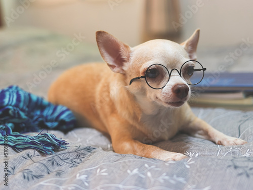 brown Chihuahua dog wearing eye glasses, lying down on bed with books and blue scarf, looking away.