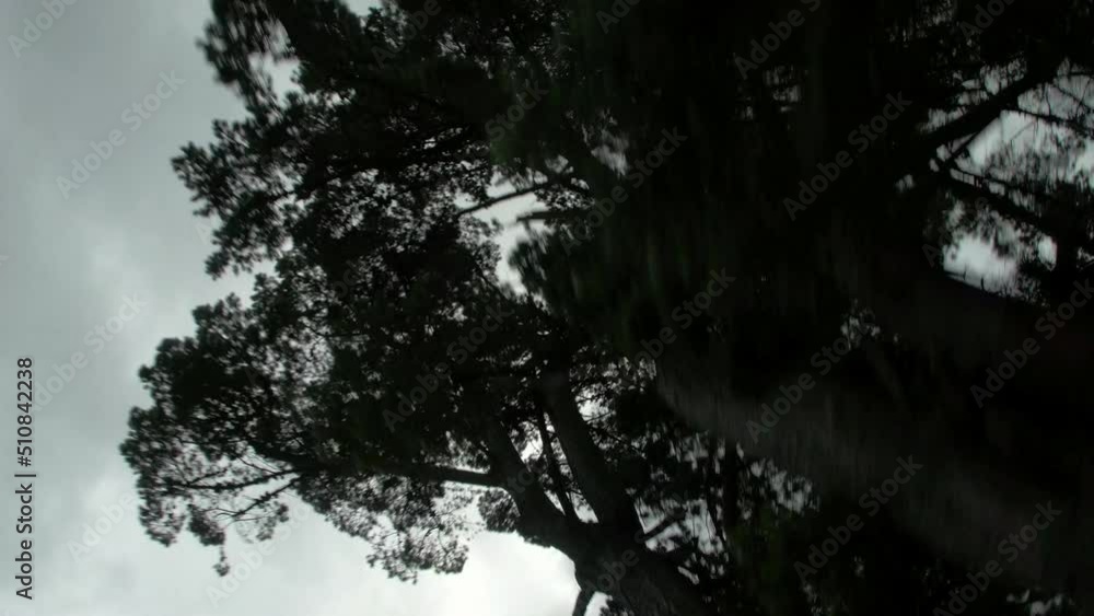 Tilt Up Growth Of Tall Tree On Footpath Under Cloudy Sky Seen From Vehicle Moving On Road - Patagonia, Argentina Tilt Up Growth Of Tall Tree On Footpath Under Cloudy Sky Seen From Vehicle Moving On Road - Patagonia, Argentina