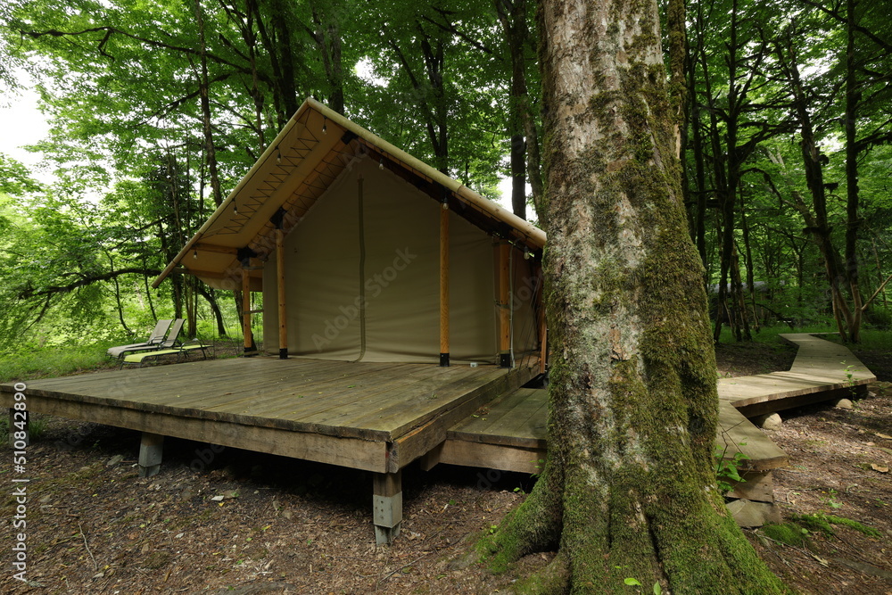 glamping in the green forest, camping in a tent