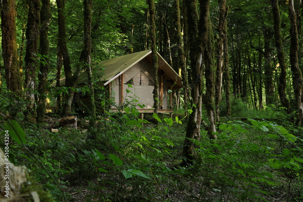 glamping in the green forest, camping in a tent glamping in the green forest, camping in a tent