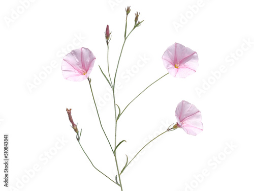 Pink flower of dwarf morning glory isolated on white photo