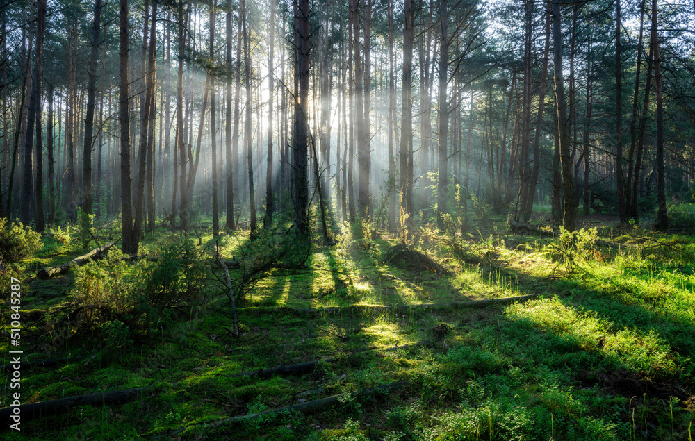 Fototapeta premium Beautiful sunny morning in the green forest