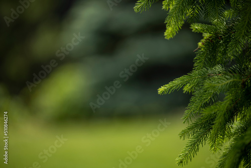 Spruce branches frame a green background