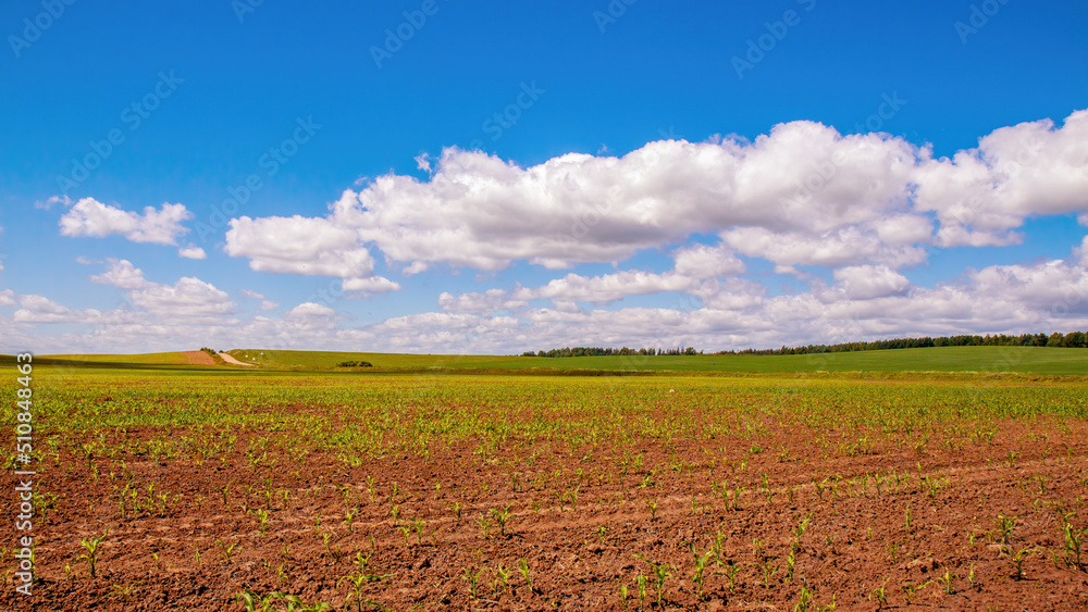 Corn field with young seedlings. Rural area. Panorama, sky, clouds, horizon