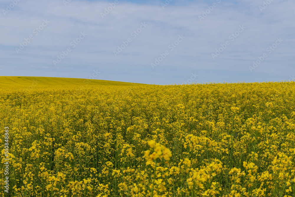 Blooming canola field. Rape on the field in summer. Bright Yellow rapeseed oil. Flowering rapeseed. with blue sky and clouds