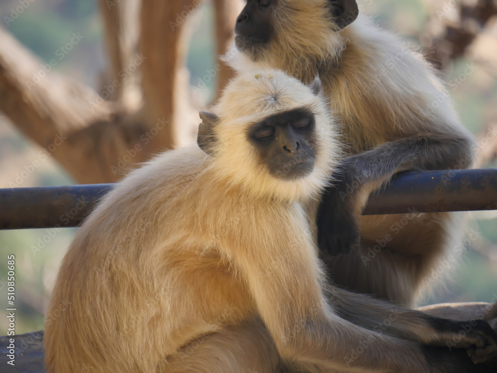 Gray langur monkey also known as hanuman langurs relaxing and watching people