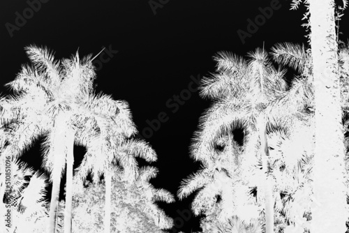 Black and white high contrast view of palm trees