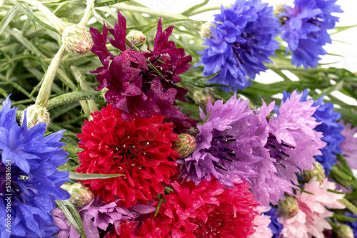 Сornflowers in blue, purple, pink, burgundy, and white blooms. Summer flower background.