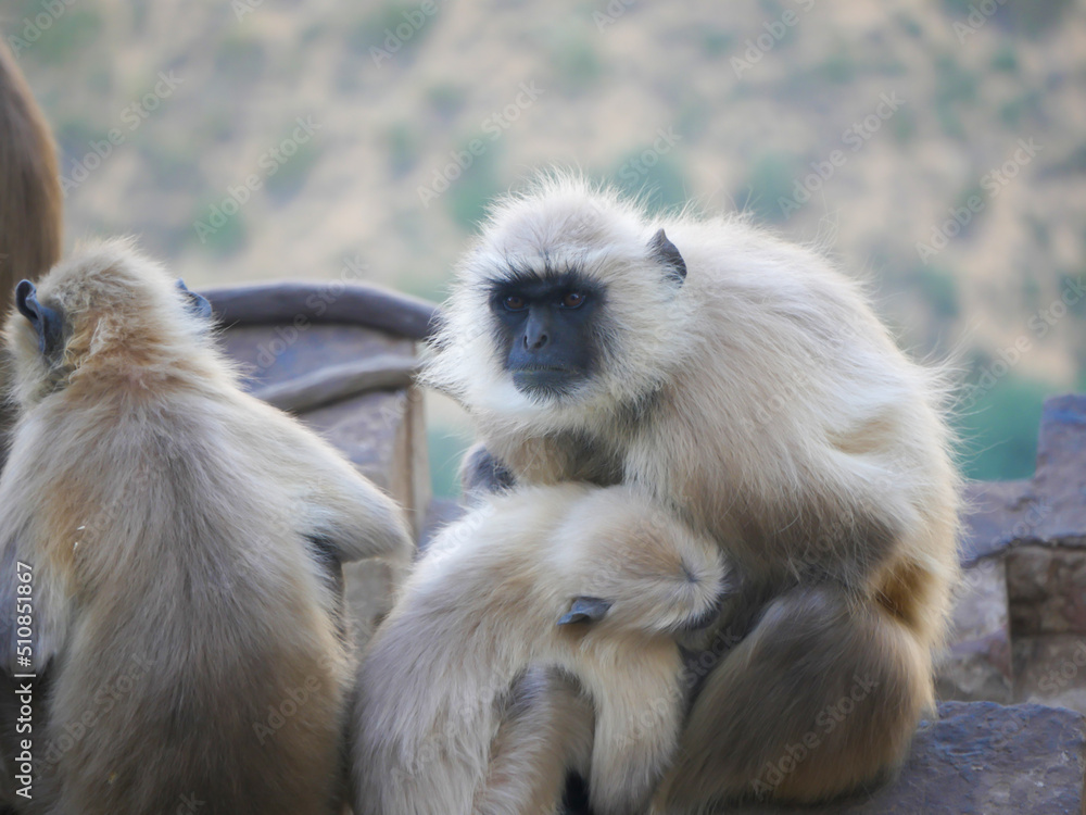 Indian Gray langur hanuman monkeys troops resting on mountain