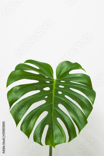 Monstera houseplant jungle leaf with copy space
