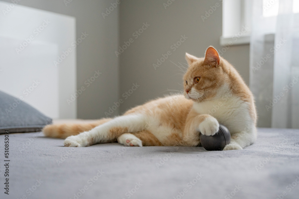 Kot brytyjski bawi się piłeczką na kanapie. - obrazy, fototapety, plakaty 
