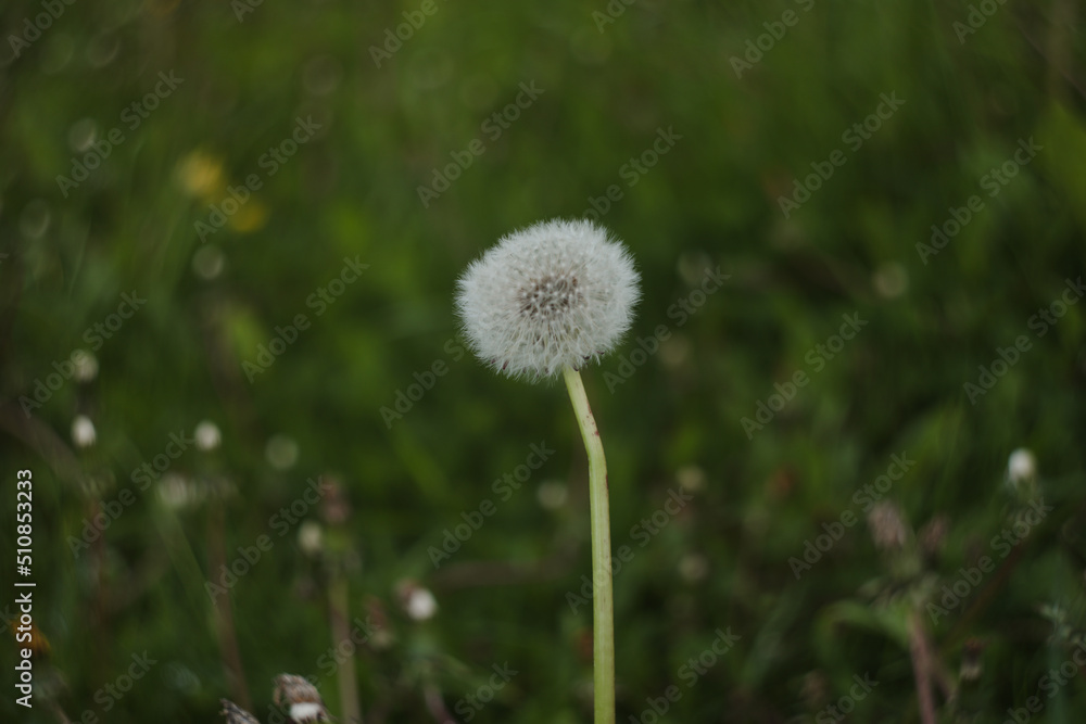 Dandelion seed pod, summer nature background. Dandelion blowball with seeds, closeup photo