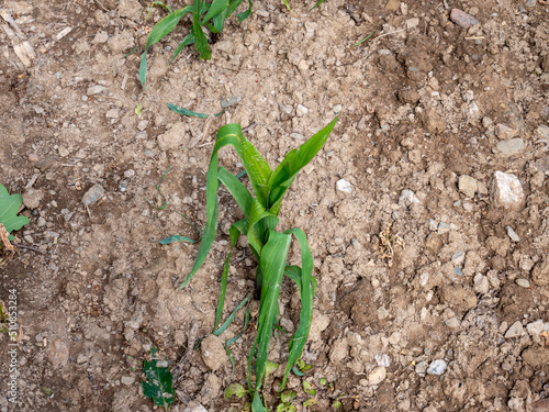 Maispflanze Dürre im Boden durch Trockenheit