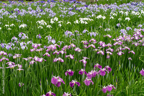 花菖蒲（ハナショウブ）