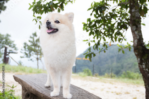 Pomeranian Dog standing on wooden plate in the national park forest in background. © Kongsak