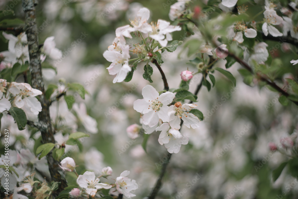 spring background with white flowers and apple leaves. Blur spring blossom background.