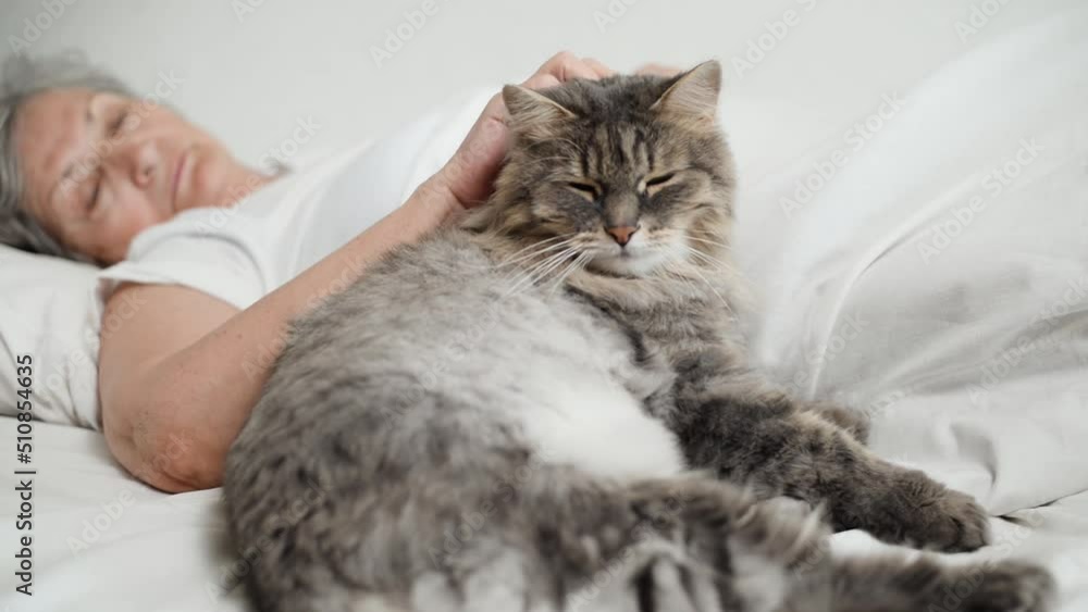 Sleepy senior woman and cat are resting in bed. Close-up of an elderly woman caressing, stroking gray fluffy pet while relaxing in bedroom. Selective focus on lazy animal. Sleepy senior woman and cat are resting in bed. Close-up of an elderly woman caressing, stroking gray fluffy pet while relaxing in bedroom. Selective focus on lazy animal.