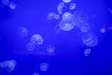 Jellyfish and blue background