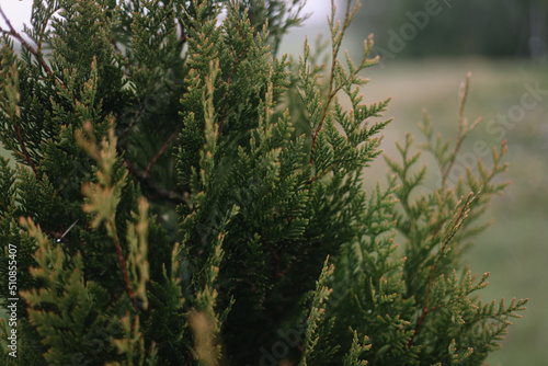 Close-up of bright green texture of natural greenery of the needles of Thuja tree. Selective focus. Interesting nature concept for design.