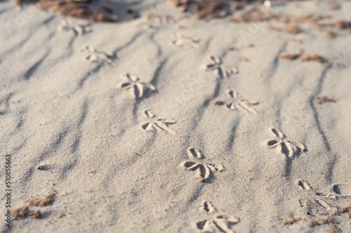 Sand patterns with birds footprints in Juan Lacaze's Beach, Colonia, Uruguay photo