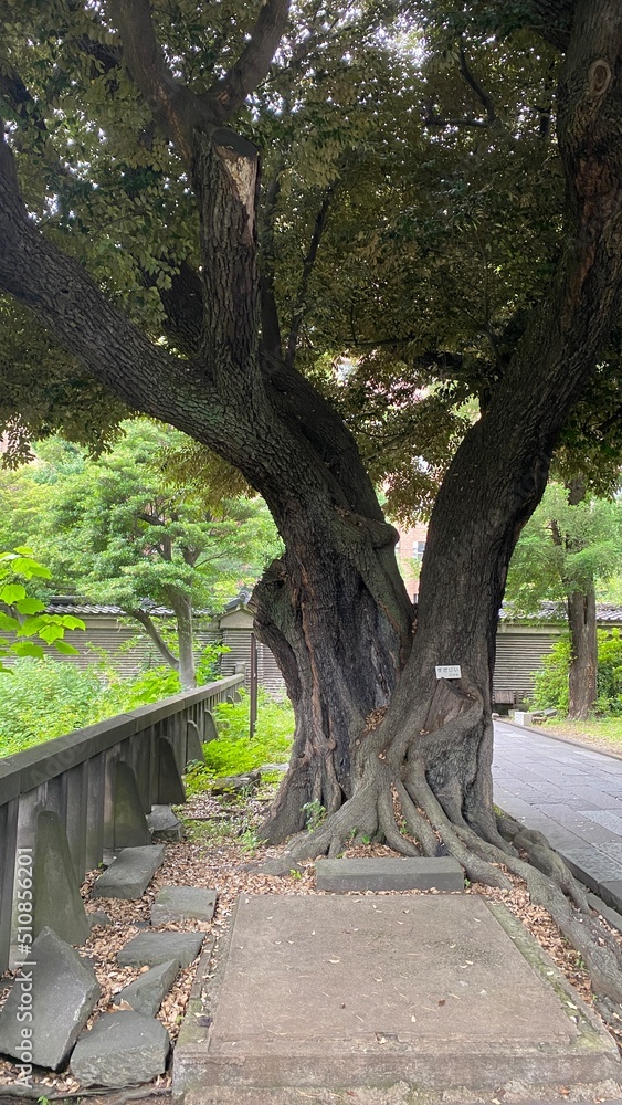 Ancient tree at the Yushima shrine established in the 17th century, the landmark flourished as Confucius temple, now rebuilt into a shrine where people worship for success in educational area. Shot t Ancient tree at the Yushima shrine established in the 17th century, the landmark flourished as Confucius temple, now rebuilt into a shrine where people worship for success in educational area. Shot t