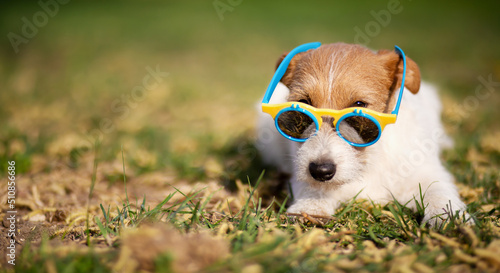 Fototapeta Naklejka Na Ścianę i Meble -  Funny dog puppy wearing sunglasses. Summer pet banner.