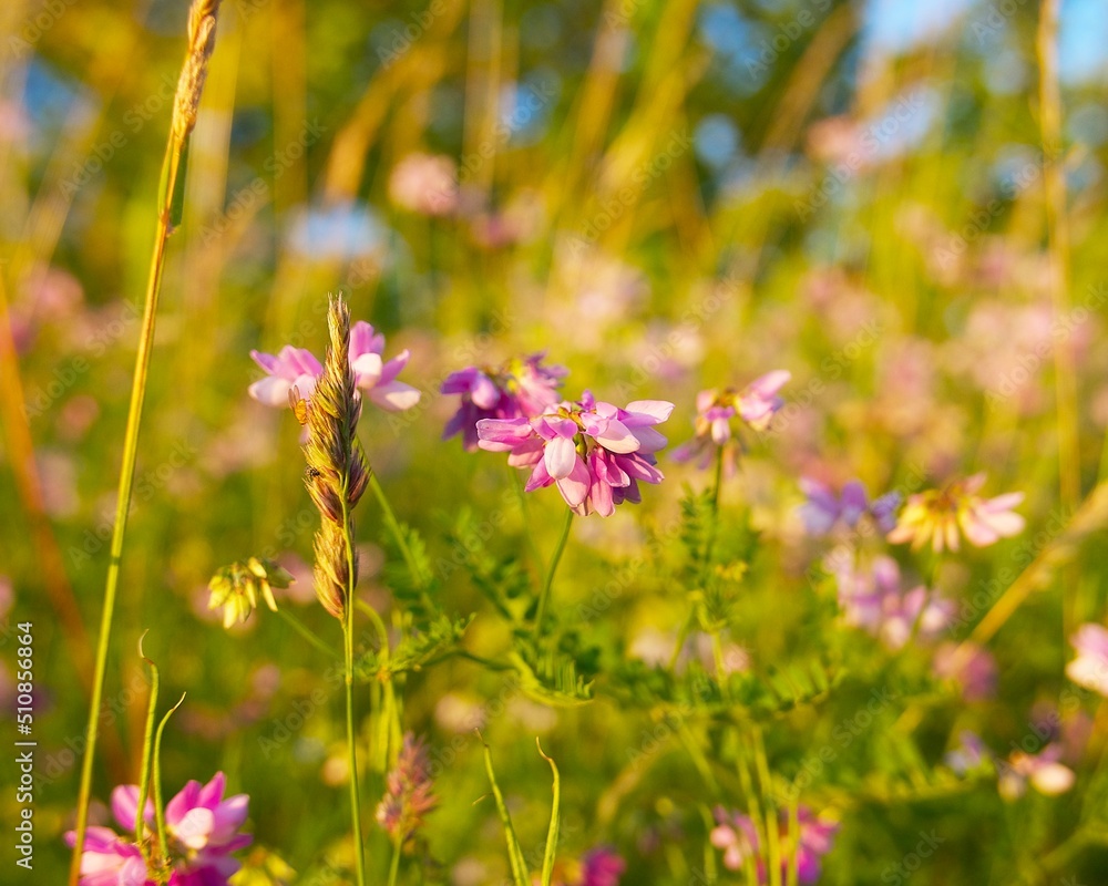 Fototapeta premium a pink wild flower in the field in the summer evening