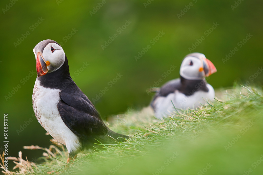 Naklejka premium Puffins on Mykines cliffs with green background. Faroe birdlife