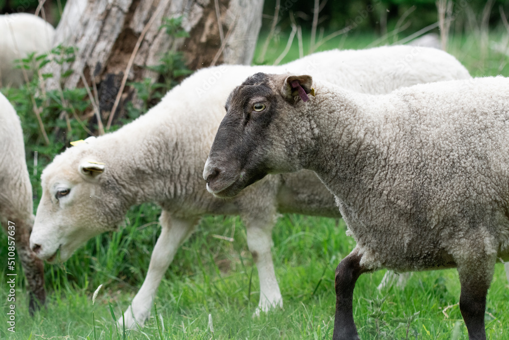 Obraz premium Photo of sheep eating grass in a field