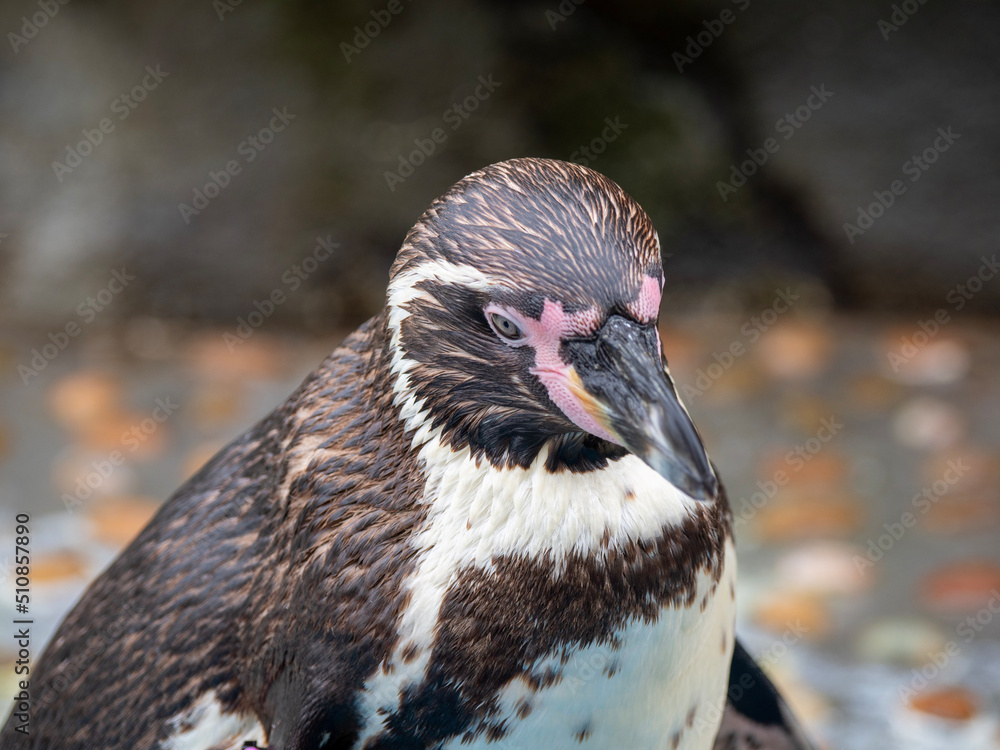 Fototapeta premium penguin on the rocks