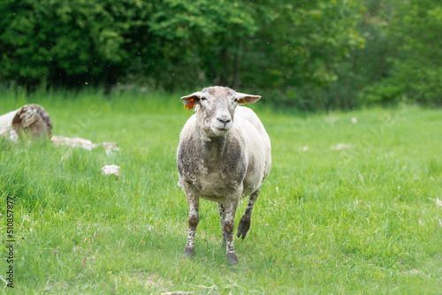 Photo of sheep eating grass in a field