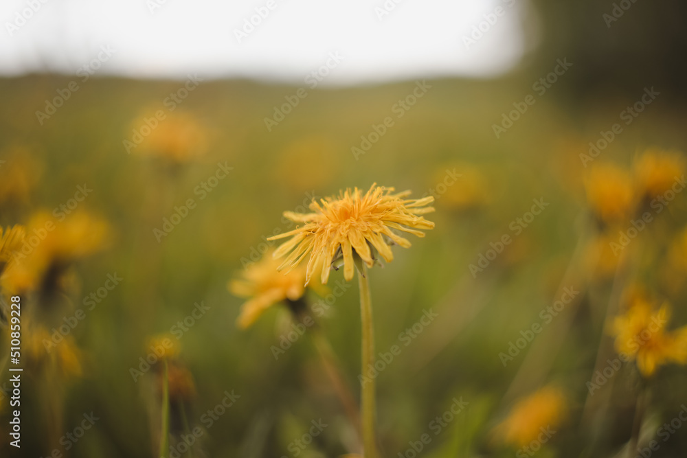 Yellow bright flowers dandelions on background of green meadows. Spring and summer background Yellow bright flowers dandelions on background of green meadows. Spring and summer background