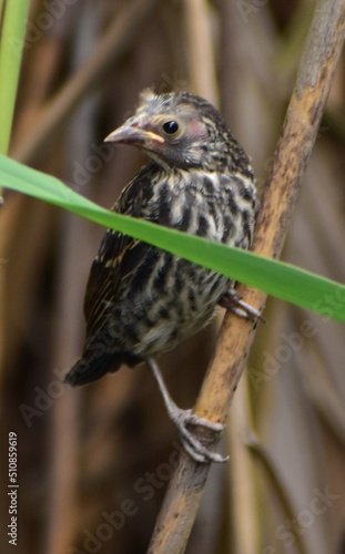 Juvenile Red Winged Blackbird