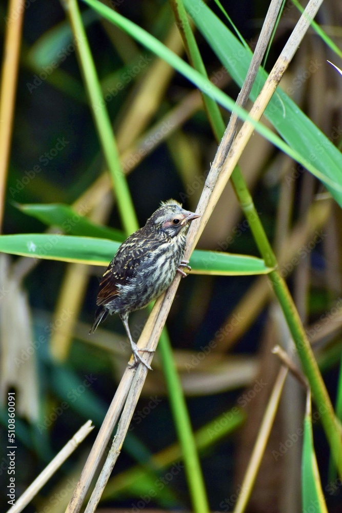 Juvenile Red Wing Blackbird Juvenile Red Wing Blackbird
