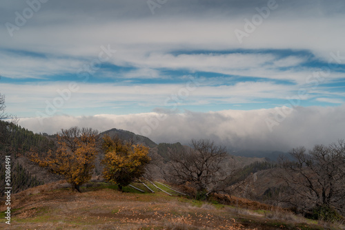 autumn landscape. trees on top of Gran Canaria. Canary islands. spain © magui RF